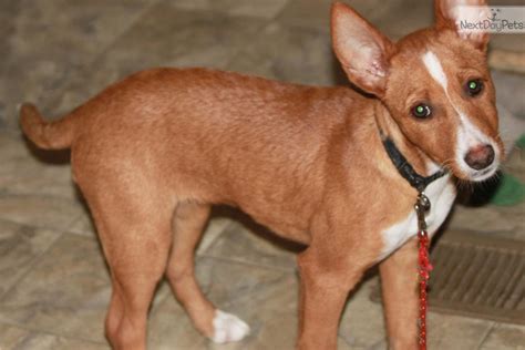 podenco portugues venta|podenco puppies for sale uk.